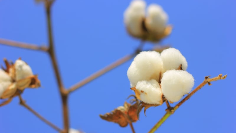 A cotton bud against a bright blue sky. An investigation has found children as young as six are working in Indian cotton fields connected to the supply chains of major brands.